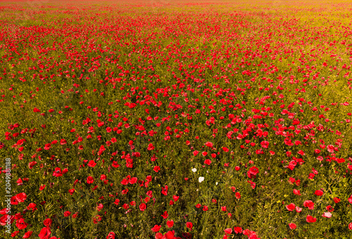 Vibrant red poppy field under blue sky, beautiful field of wild poppies flowers in summer countryside landscape background