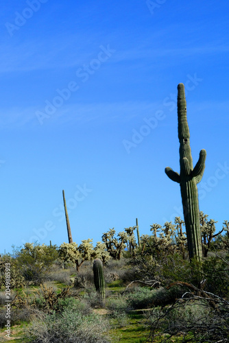 Old Saguaro Cactus Sonora desert Arizona