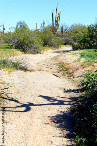 Arizona Desert Arroyo