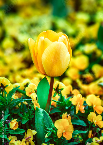 Tulipán