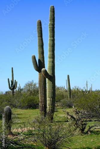 Old Saguaro Cactus Sonora desert Arizona