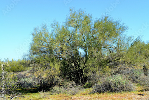 Palo Verde Tree, Sonora Desert, Mid Winter