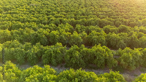 Orange grove rows extending across the Andalusian fields