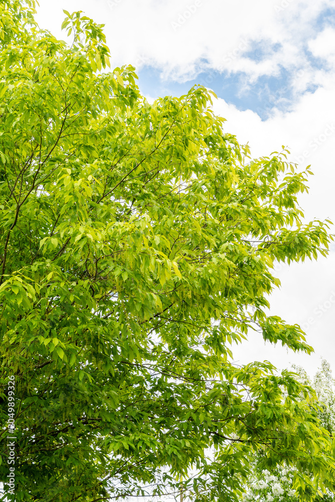 Fototapeta premium Hornbeam maple or Acer Carpinifolium plant in Saint Gallen in Switzerland 7.5.2026