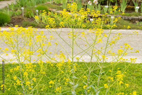 Φωτογραφία Dyers woad or Isatis Tinctoria plant in Saint Gallen in Switzerland 7