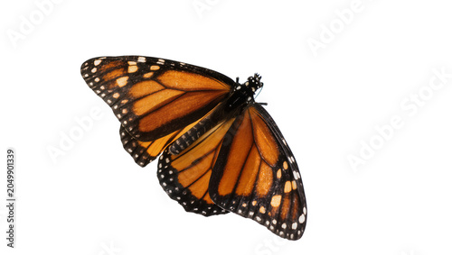 Tableau sur toile Monarch butterfly with orange and black wings, isolated on transparent backgroun