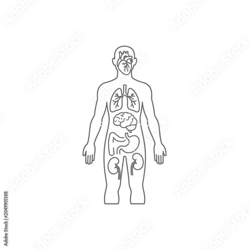 Line art human figure outline with internal organ details.