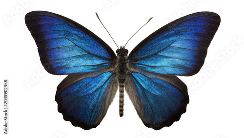 Obraz na płótnie Vibrant blue morpho butterfly with detailed wing patterns, isolated on transpare