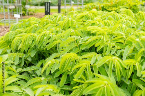 Bild auf Leinwand Fragrant agrimony or Agrimonia Procera plant in Saint Gallen in Switzerland 7