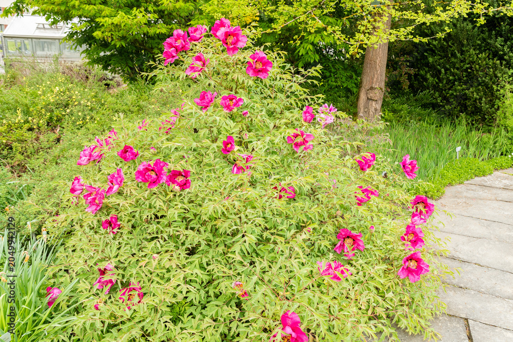 Naklejka premium Paeonia Rockii plant in Saint Gallen in Switzerland 7.5.2026