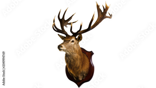 Tableau sur toile Taxidermy red deer stag head mounted on wooden shield, isolated on transparent b