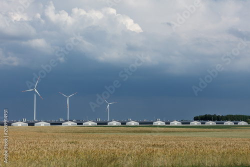 Wind turbines and grain field under stormy sky