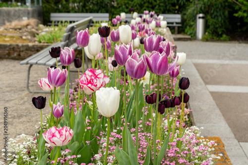 Different tulip flowers in Saint Gallen in Switzerland 7.5.2026