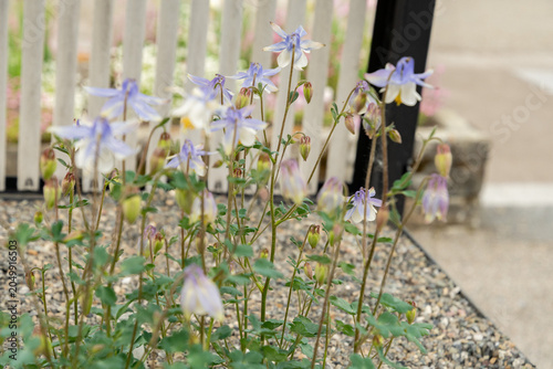 Amalias columbine or Aquilegia Amaliae plant in Saint Gallen in Switzerland 7.5.2026