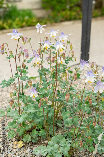 Amalias columbine or Aquilegia Amaliae plant in Saint Gallen in Switzerland 7.5.2026