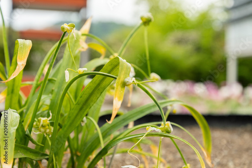 Few flowered garlic or Allium Paradoxum plant in Saint Gallen in Switzerland 7.5.2026