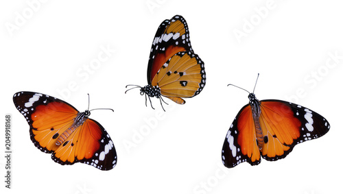 Tableau sur toile Three monarch butterflies with orange black and white wings, isolated on transpa