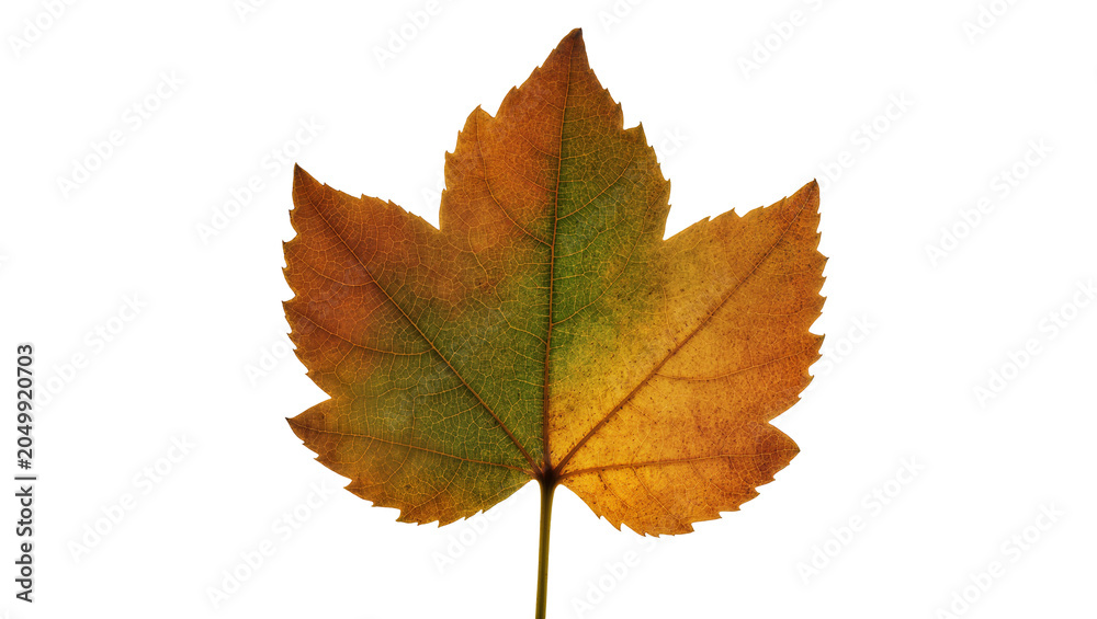 Fototapeta premium Autumn maple leaf with gradient colors, isolated on transparent background