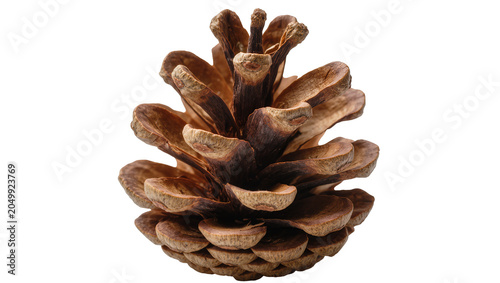 Bild auf Leinwand Detailed brown pine cone with woody scales, isolated on transparent background
