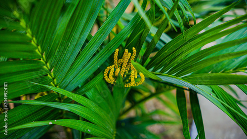 Canvas Print A close-up view reveals the delicate, clustered yellow flowers of a palm tree amidst its lush green, feathery fronds