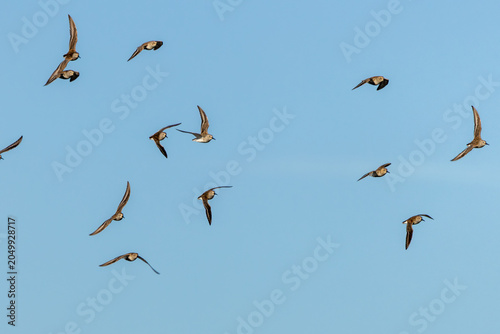 Photography Dunlin in Flight Against Blue Sky