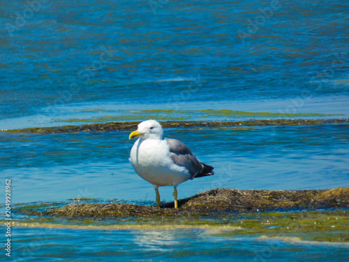 Foto Magnificent yellow-legged gull (Larus michahellis) on the water of the Mediterra