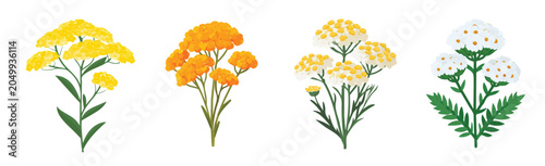 Collection of Realistic yarrow flower illustrations set, Clean vector set ideal for packaging, label, and product design, Vector illustration of vector design, A Realistic simple illustration