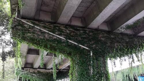 Green leaves swaying under overpass with drainage pipe, wind blowing foliage, urban nature B-roll with ambient sound.