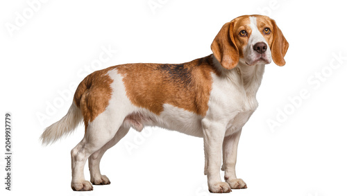 Photos Tri-color Beagle dog standing, isolated on transparent background