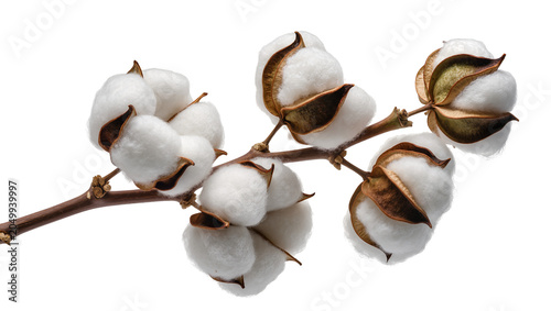 Foto Fluffy white cotton bolls on a brown branch, isolated on transparent background