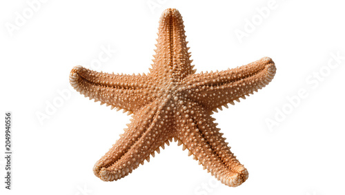 Foto Detailed orange starfish with textured spiny arms, isolated on transparent backg