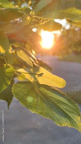 Young leaves and flowers of the linden tree in the rays of the setting sun.