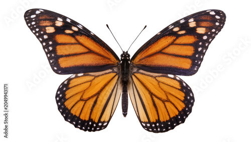 Detailed monarch butterfly with orange black and white wings, isolated on transparent background
