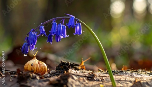 A bluebell flower blooms in a forest, its vibrant purple petals drooping