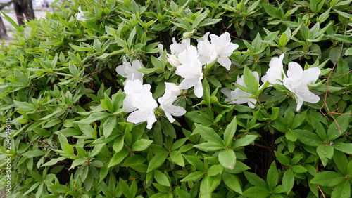 Azalea flowers blooming among lush green foliage in garden. Delicate spring blossoms, vibrant floral scenery, ornamental shrub, botanical photography, and fresh nature background concept.
