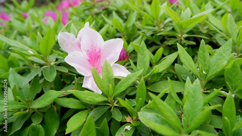 Azalea flowers blooming among lush green foliage in garden. Delicate spring blossoms, vibrant floral scenery, ornamental shrub, botanical photography, and fresh nature background concept.
