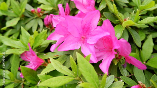 Azalea flowers blooming among lush green foliage in garden. Delicate spring blossoms, vibrant floral scenery, ornamental shrub, botanical photography, and fresh nature background concept.
