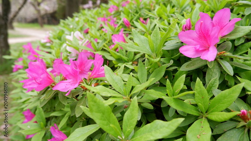 Azalea flowers blooming among lush green foliage in garden. Delicate spring blossoms, vibrant floral scenery, ornamental shrub, botanical photography, and fresh nature background concept.
