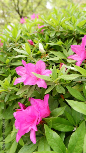 Azalea flowers blooming among lush green foliage in garden. Delicate spring blossoms, vibrant floral scenery, ornamental shrub, botanical photography, and fresh nature background concept.
