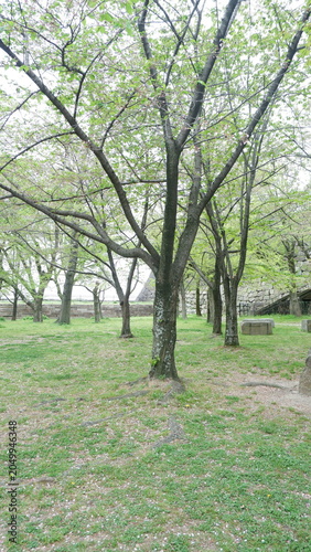 Tree-lined park pathway surrounded by blooming spring foliage. Peaceful green landscape, natural walking trail, outdoor recreation area, tranquil garden scenery, and nature photography concept.
