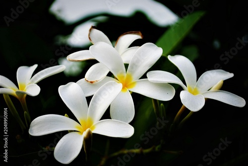 white frangible flower 