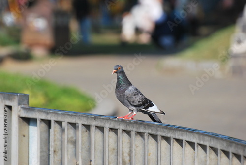 Pigeon perched on metal railing in urban park setting. City bird wildlife photography with blurred background, avian portrait, outdoor nature scene, and urban animal behavior concept.

