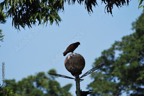 Birds perched on decorative metal sculpture against clear blue sky. Wildlife and urban art composition, outdoor nature scene, avian behavior photography, and minimalistic background concept.
