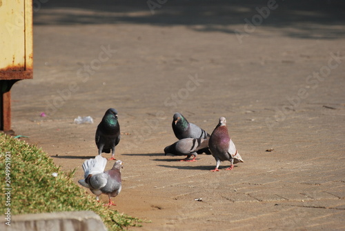 Pigeons standing on paved urban surface in daylight. City birds gathering outdoors, wildlife behavior photography, urban nature scene, public space environment, and animal life concept.
