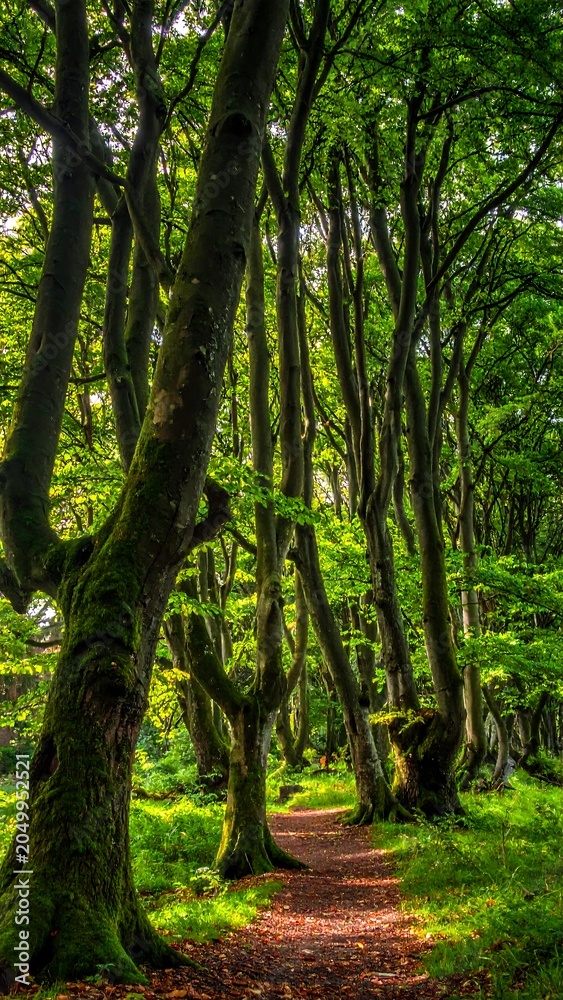 Fototapeta premium Forest Path with Green Trees.