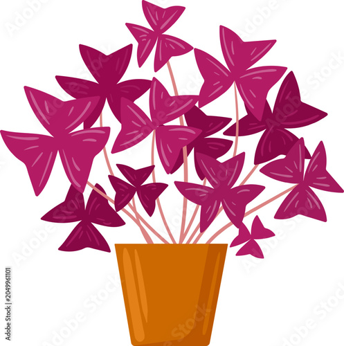 Oxalis triangularis, purple shamrock houseplant, growing leaves in a simple terracotta pot