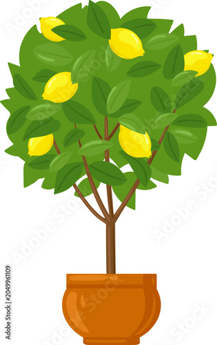 Lemon tree with ripe fruit and green leaves in an orange pot