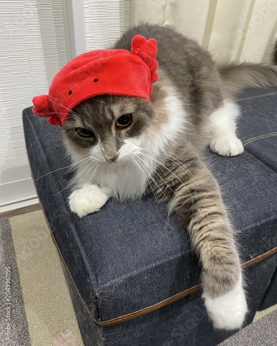 Schilderij op canvas Norwegian Forest Cat Wearing a Crab Costume
