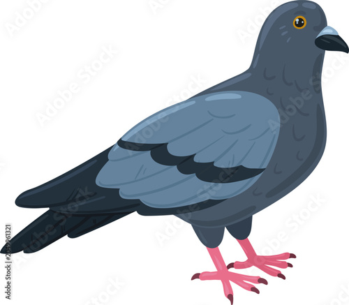 Photos Pigeon standing side view, representing common urban birdlife and animal fauna