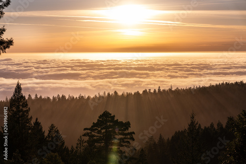 California Coastal Skyline At Sunset With Redwoods and Cloudline
